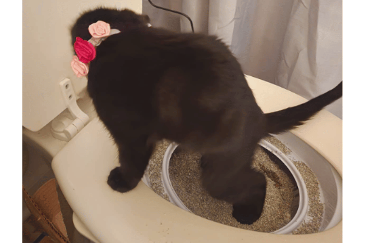 can-a-cat-be-trained-to-flush-the-toilet