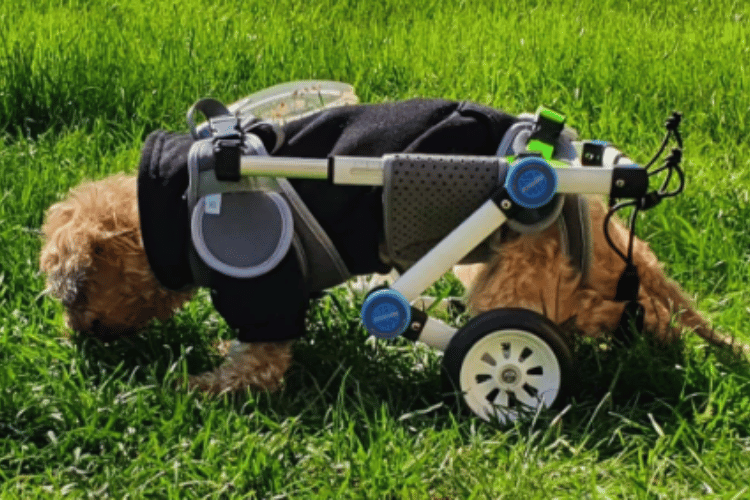 can-a-dog-lay-down-in-a-dog-wheelchair