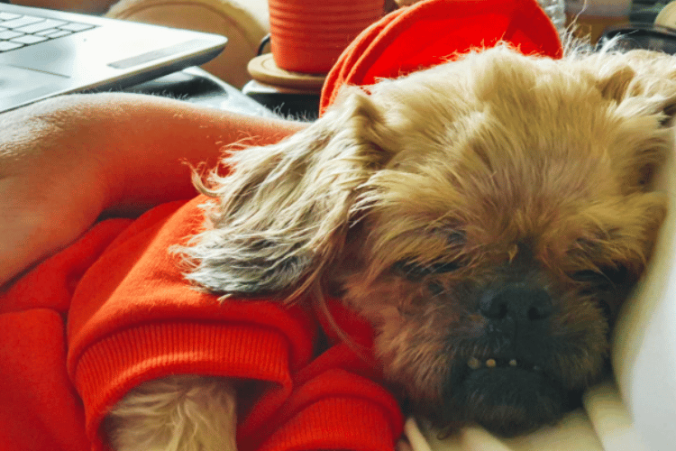 can-a-dog-lay-down-in-a-dog-wheelchair