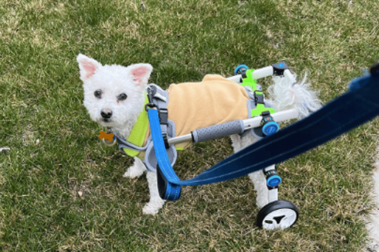 can-a-dog-lay-down-in-a-dog-wheelchair