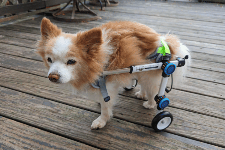can-a-dog-lay-down-in-a-dog-wheelchair