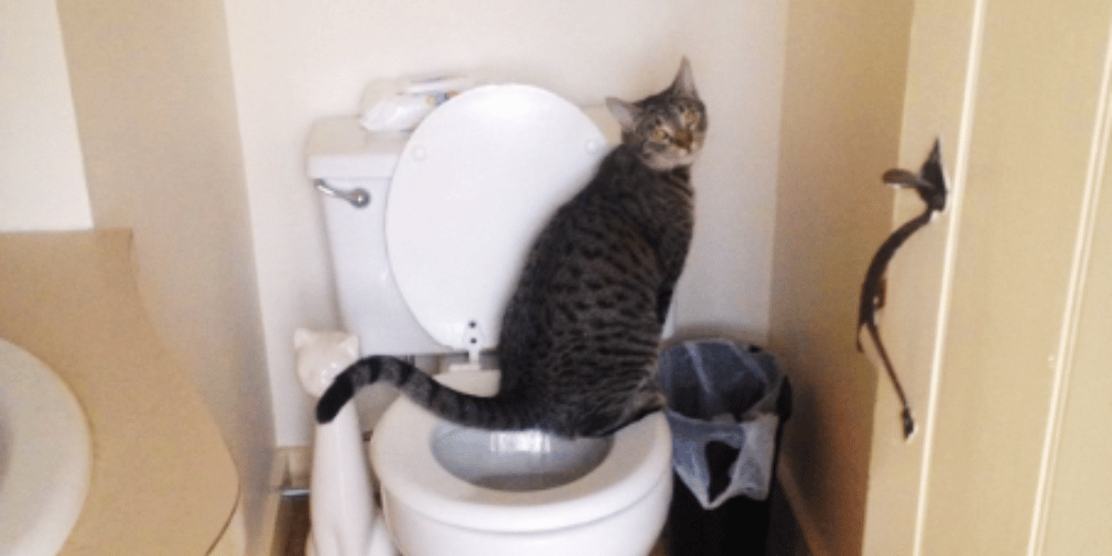 can-a-toilet-trained-cat-use-a-litter-box