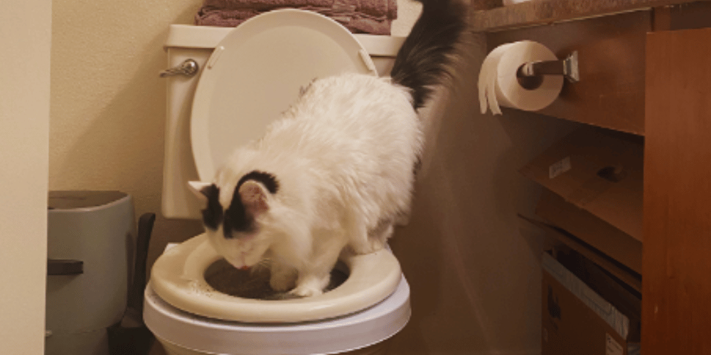 can-a-toilet-trained-cat-use-a-litter-box