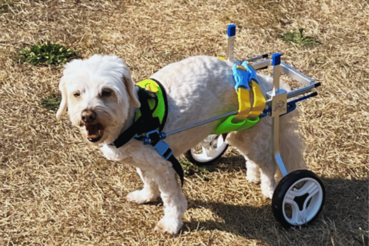 can-dogs-sleep-in-a-wheelchair