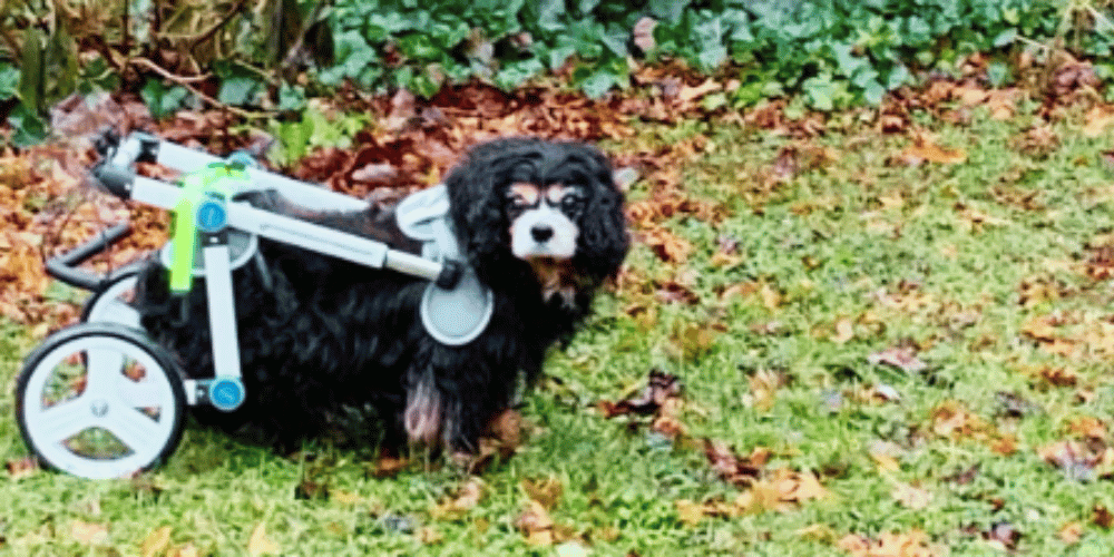 can-dogs-sleep-in-a-wheelchair