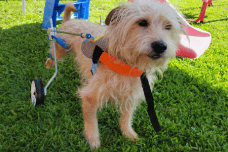 can-dogs-sleep-in-a-wheelchair