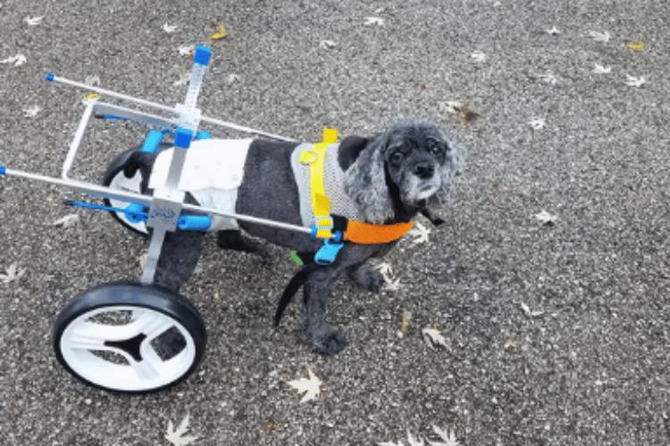 can-dogs-sleep-in-a-wheelchair