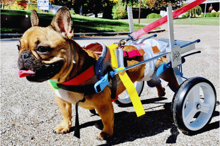 can-dogs-sleep-in-a-wheelchair