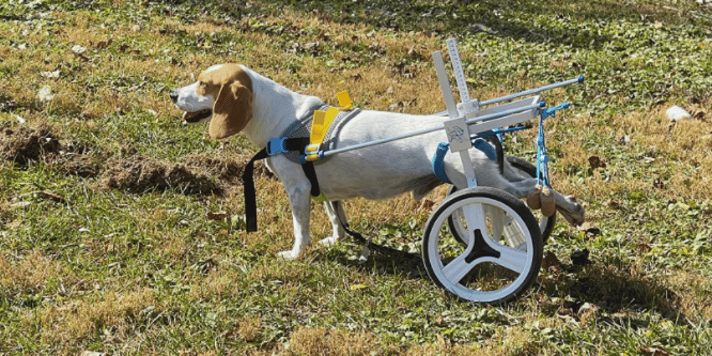 can-dogs-sleep-in-a-wheelchair