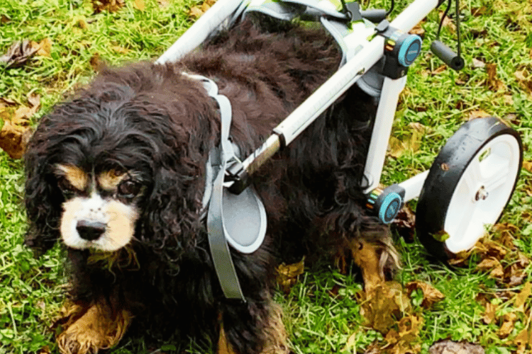 can-dogs-sleep-in-a-wheelchair