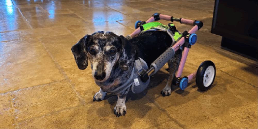 can-dogs-sleep-in-a-wheelchair