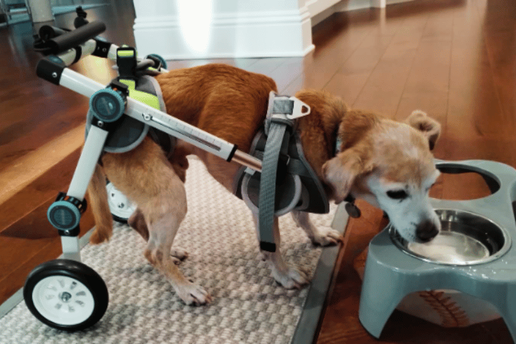 can-dogs-sleep-in-a-wheelchair