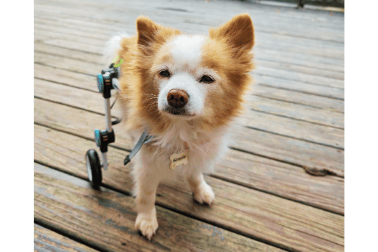 can-dogs-sleep-in-a-wheelchair