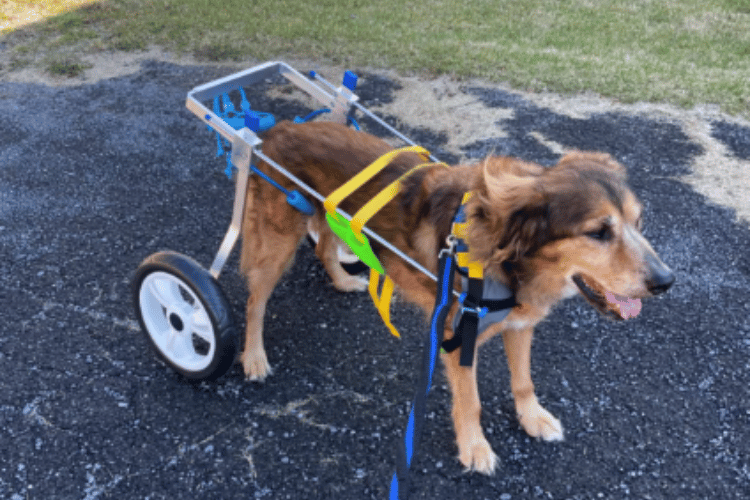 can-dogs-sleep-in-a-wheelchair