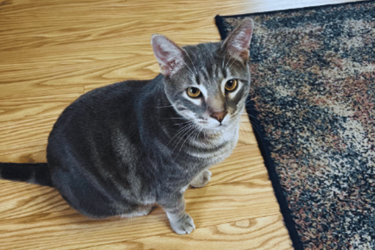 do-cats-feel-better-after-a-bath