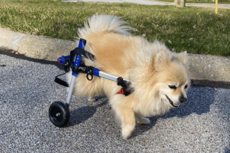 do-vets-recommend-dog-wheelchairs