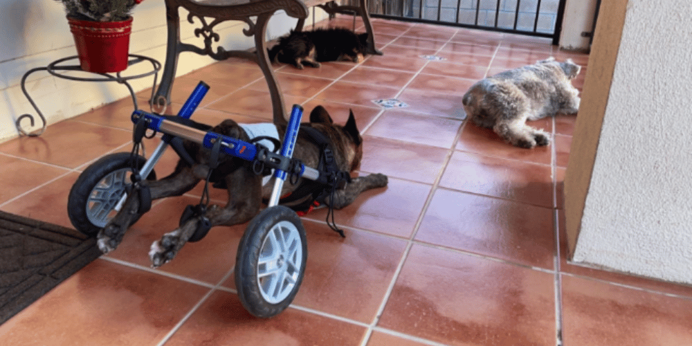 do-vets-recommend-dog-wheelchairs