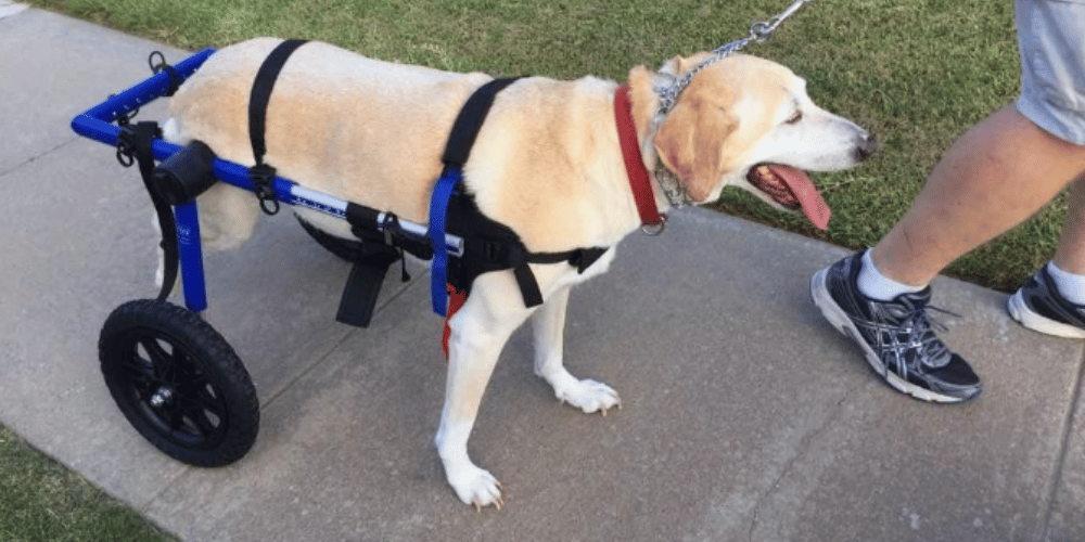 are-wheelchairs-good-for-dogs