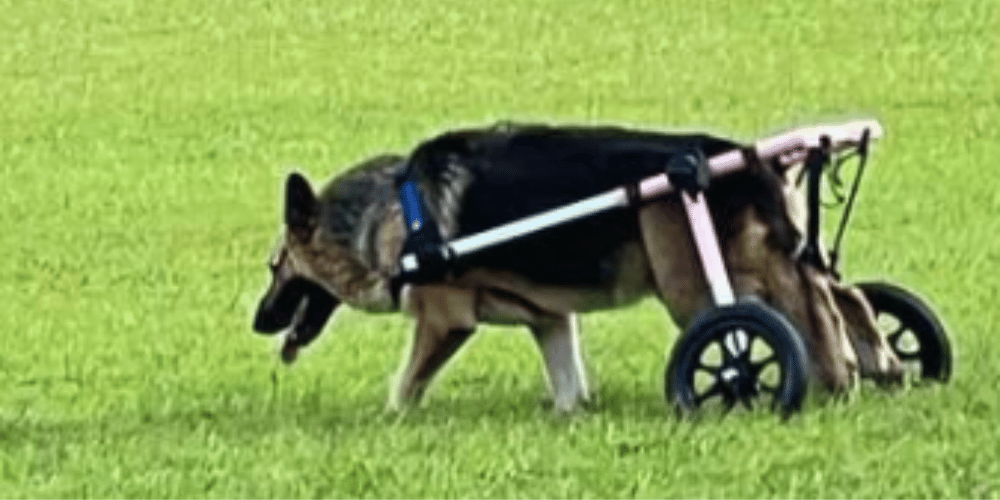 are-wheelchairs-good-for-dogs