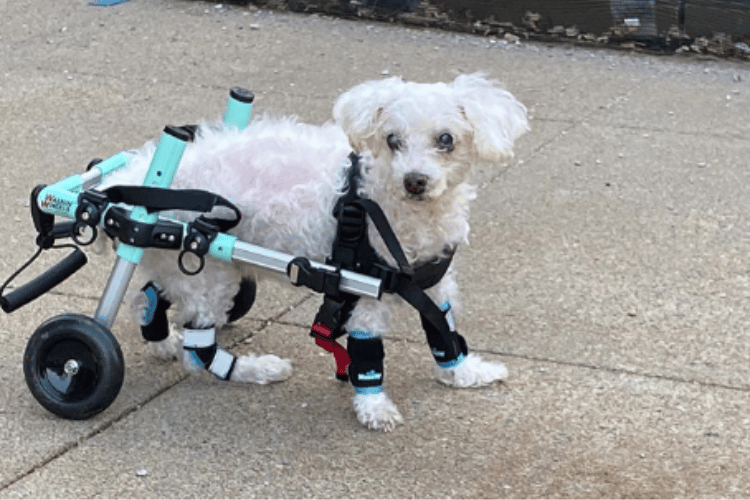 do-vets-recommend-dog-wheelchairs