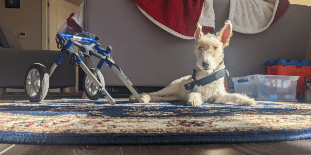 do-vets-recommend-dog-wheelchairs