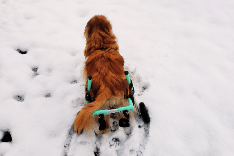 do-vets-recommend-dog-wheelchairs