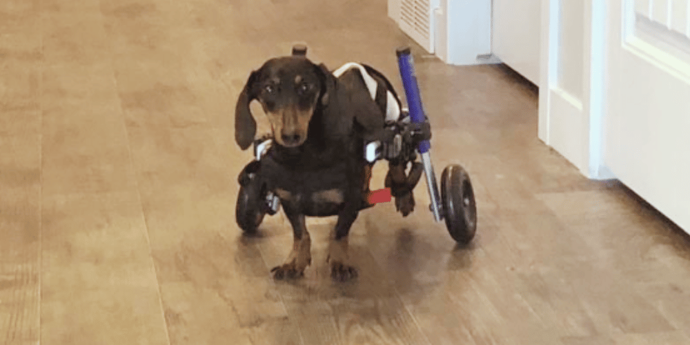 do-vets-recommend-dog-wheelchairs