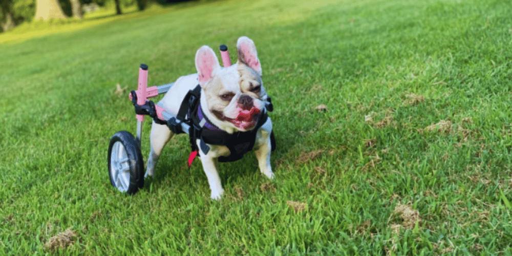 do-vets-recommend-dog-wheelchairs