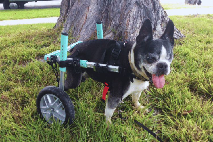 do-vets-recommend-dog-wheelchairs