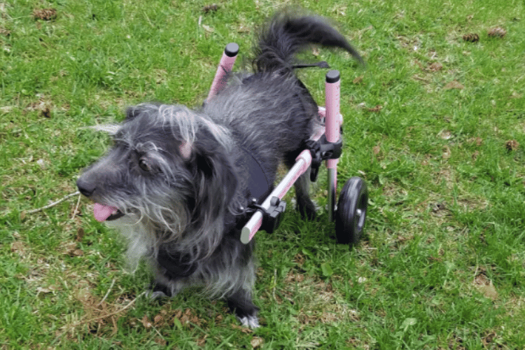 do-vets-recommend-dog-wheelchairs