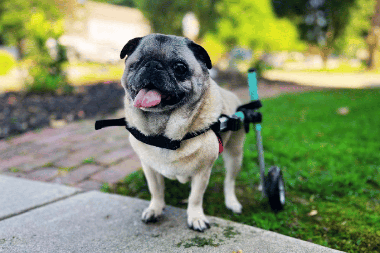 do-vets-recommend-dog-wheelchairs