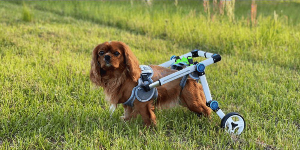 how-do-i-choose-a-wheelchair-for-my-dog