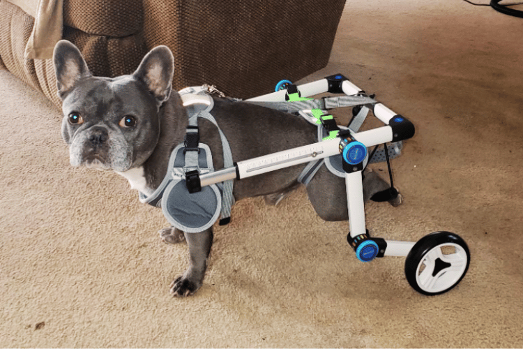 how-do-i-choose-a-wheelchair-for-my-dog
