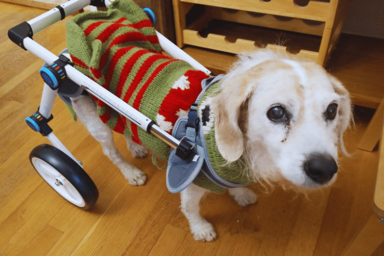 how-do-i-choose-a-wheelchair-for-my-dog