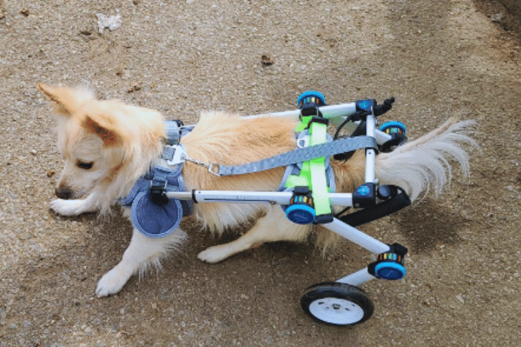 how-do-i-choose-a-wheelchair-for-my-dog