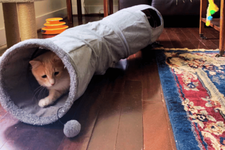how-do-you-get-a-cat-to-use-a-cat-tunnel