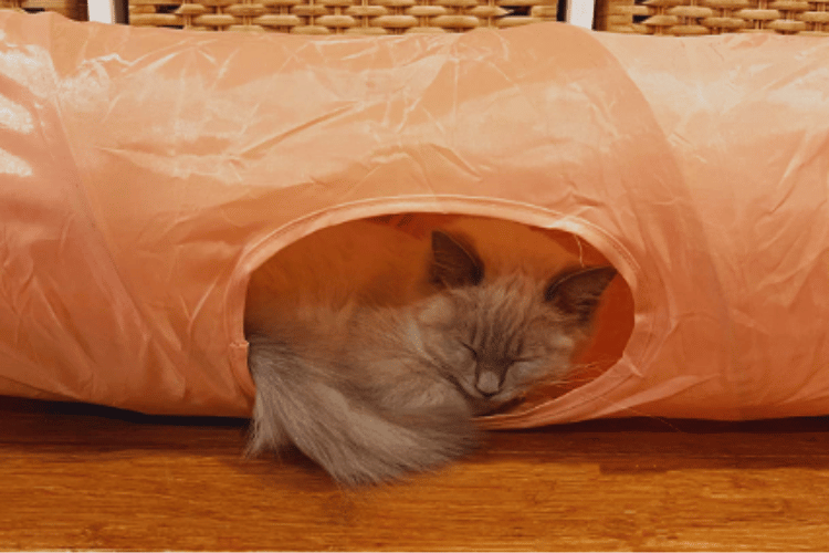 how-do-you-get-a-cat-to-use-a-cat-tunnel