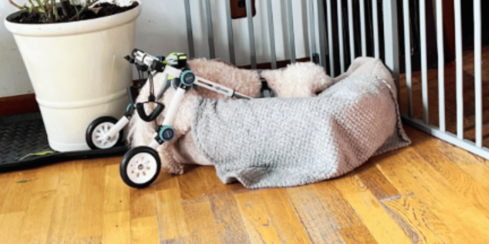 how-do-you-know-if-your-dog-needs-a-wheelchair