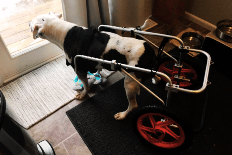 how-do-you-know-if-your-dog-needs-a-wheelchair