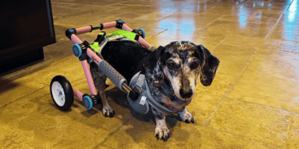 how-do-you-know-if-your-dog-needs-a-wheelchair