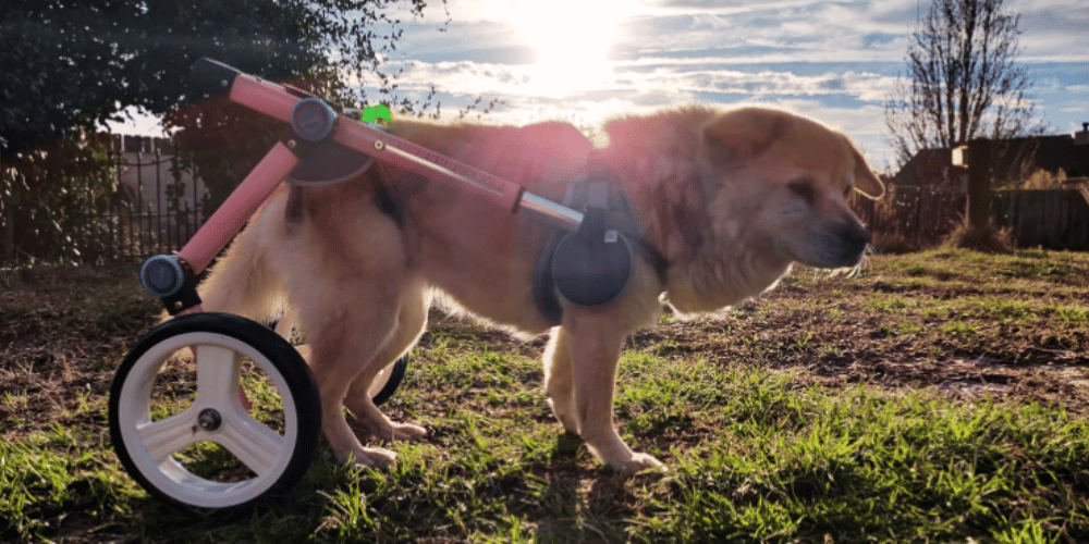 how-do-you-know-if-your-dog-needs-a-wheelchair