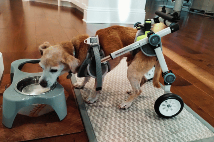 how-do-you-know-if-your-dog-needs-a-wheelchair