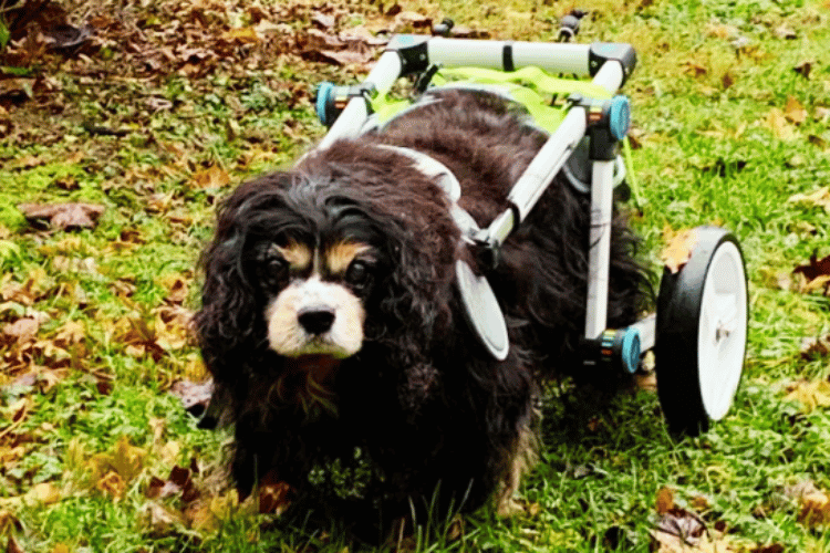 how-do-you-know-if-your-dog-needs-a-wheelchair