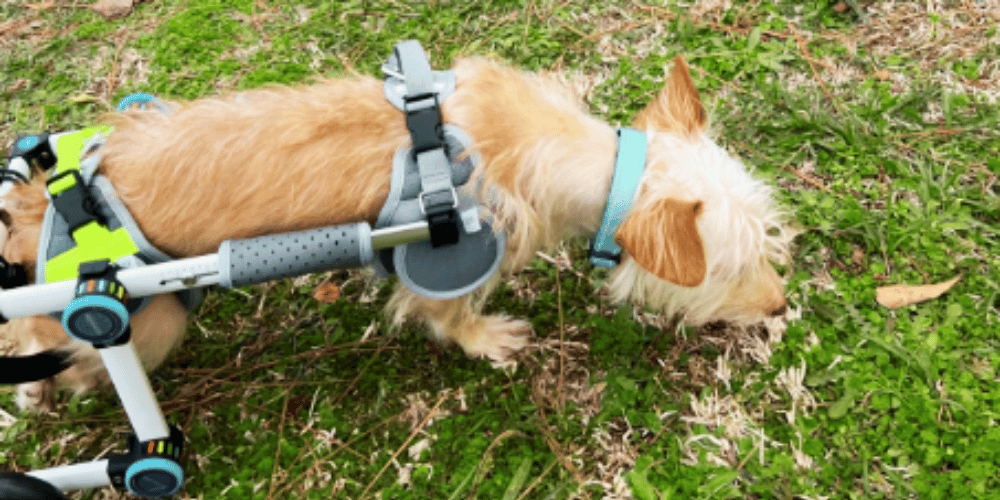 how-do-you-know-if-your-dog-needs-a-wheelchair