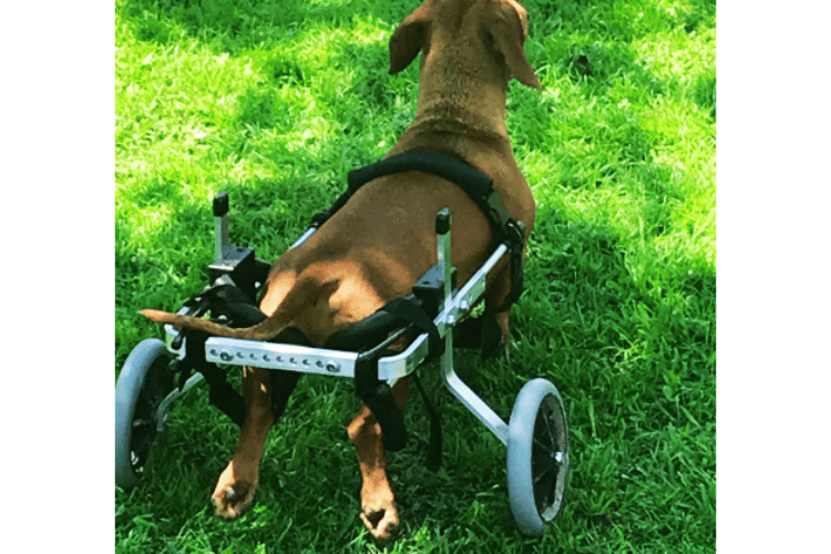 how-does-a-dog-go-to-the-bathroom-in-a-dog-wheelchair