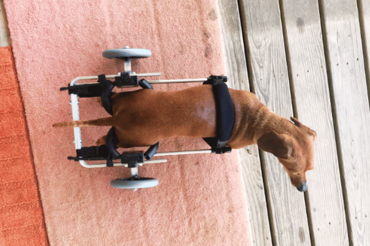 how-does-a-dog-go-to-the-bathroom-in-a-dog-wheelchair