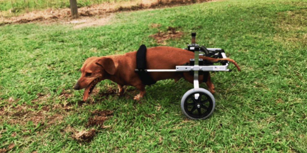 how-does-a-dog-go-to-the-bathroom-in-a-dog-wheelchair