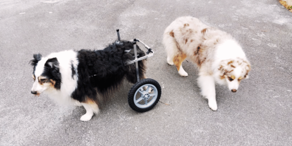 how-does-a-dog-go-to-the-bathroom-in-a-dog-wheelchair