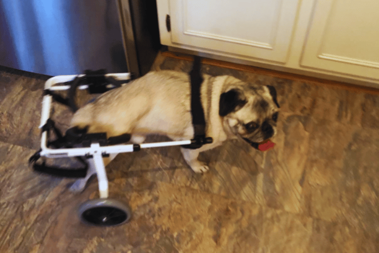 how-does-a-dog-go-to-the-bathroom-in-a-dog-wheelchair