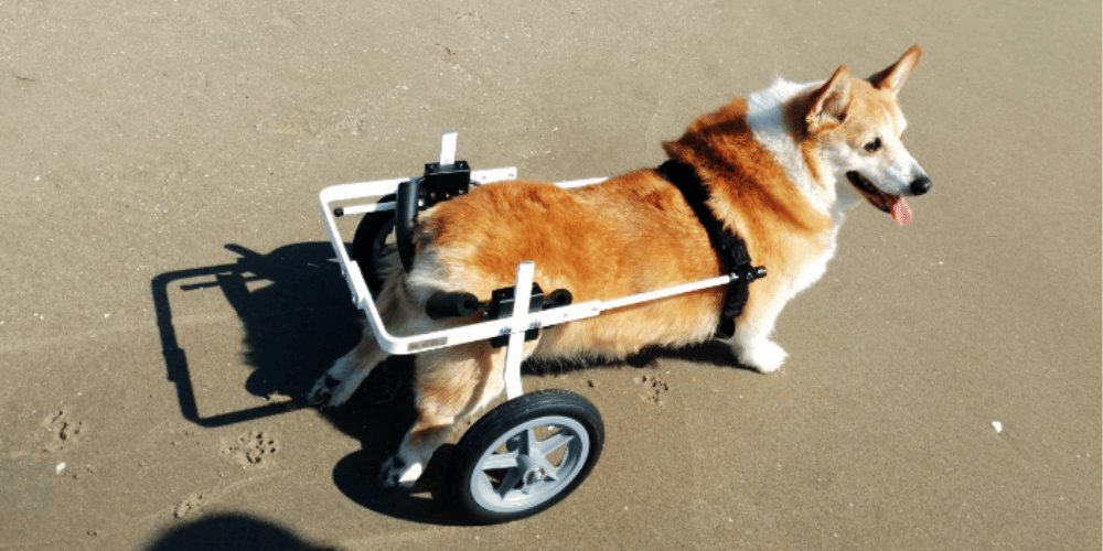 how-does-a-dog-go-to-the-bathroom-in-a-dog-wheelchair